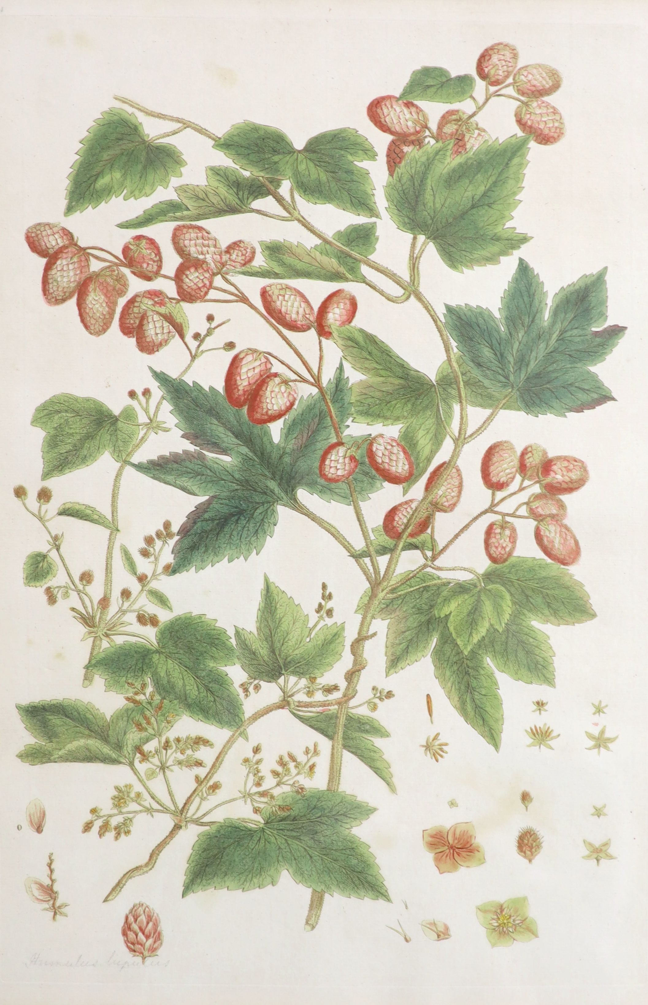 Basilius Baseler (1561-1629), coloured engraving, Botanical study of hops, inscribed in pencil, 44 x 31cm